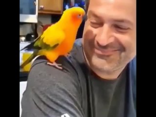 i am a happy parrot