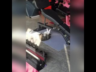 cat sport