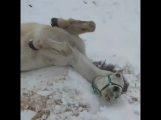 playful horse.