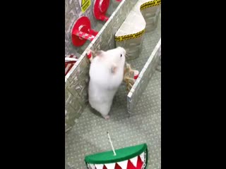 hamster went on the run