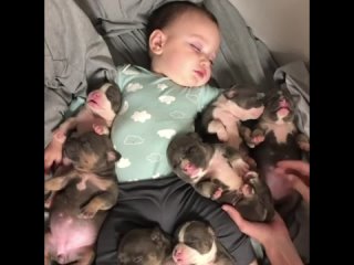 kingdom of puppies