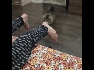 wife's cat attacks