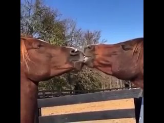 cutie kissers