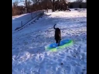 dog in the theme of winter fun