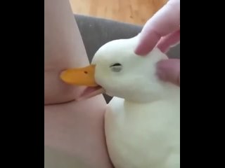 how can you be such a cute duck