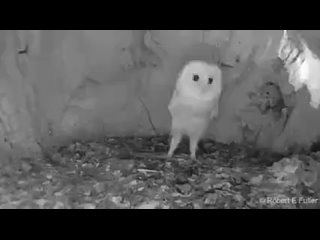 the owl is afraid of thunder