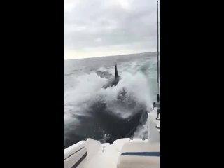 killer whales dive beautifully, the waves are not afraid, fearless