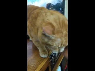 by biting, the cat shows its love