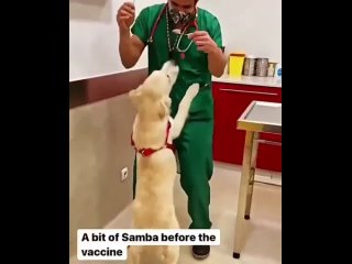 the right veterinarian