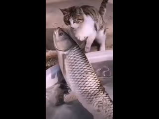 this fish is too tough for you