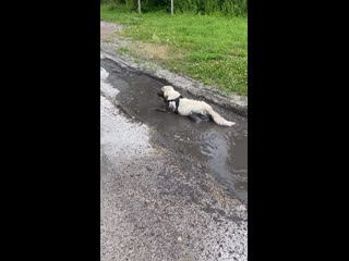 don't need a leash, they said...