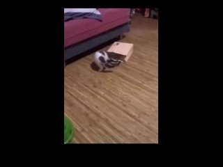 cat magician disappearing trick