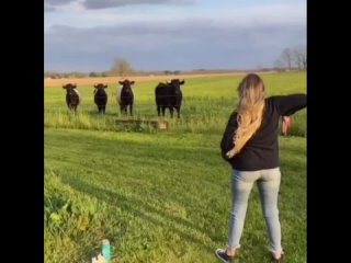 cow scares