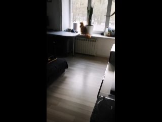 cat in shock - apartment in ruins