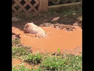 i want simple happiness and carelessness like this nka pig