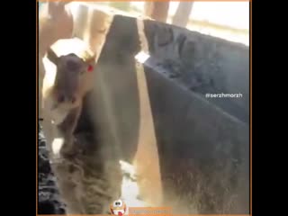 cows dive